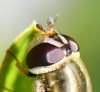 Syrphus vitripennis